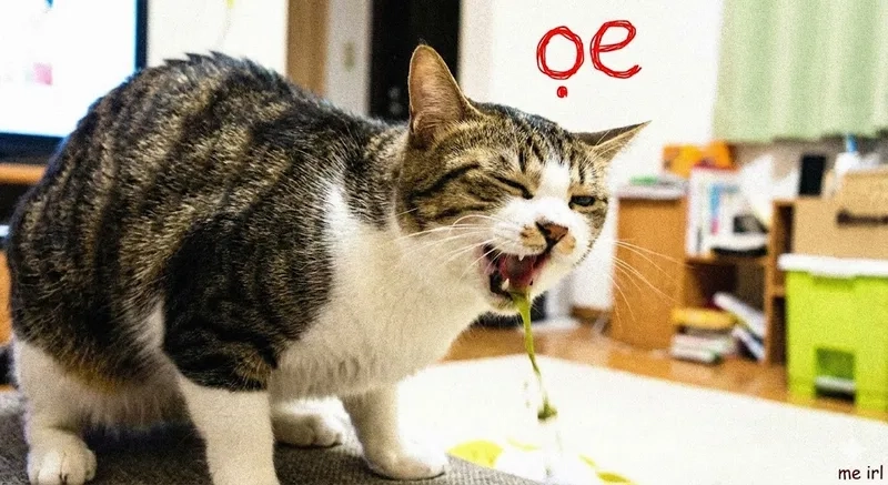 Tải ngay tải meme mèo oẹ siêu bựa