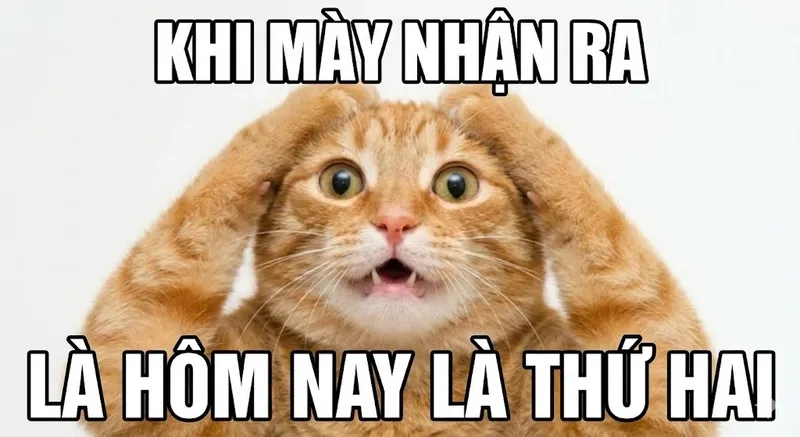 Xem ngay mèo ôm đầu meme siêu cute