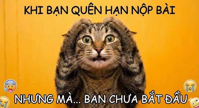 Hài hước cực độ cùng meme mèo ôm đầu la hét