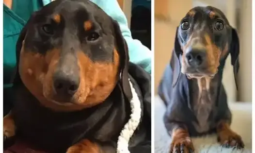 Bộ sưu tập meme chó bị ong đốt vui nhộn và cực hài hước