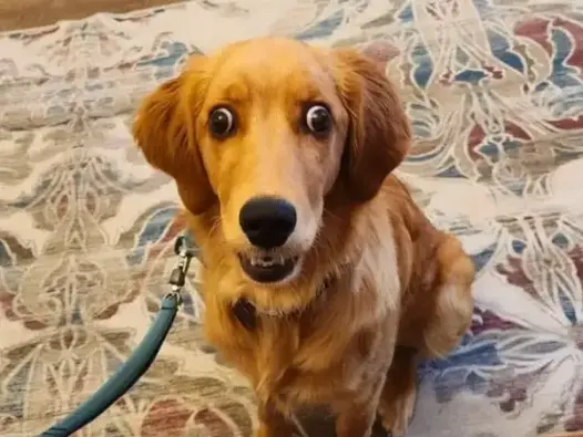 Bộ sưu tập meme chó bối rối siêu hài khiến ai xem cũng mê