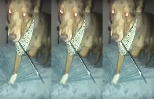 Meme chó cầm dao siêu bựa khiến ai xem cũng bật cười