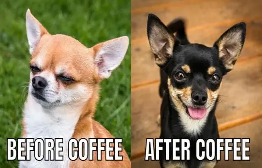 Meme chó chihuahua đáng yêu khiến dân mạng tan chảy