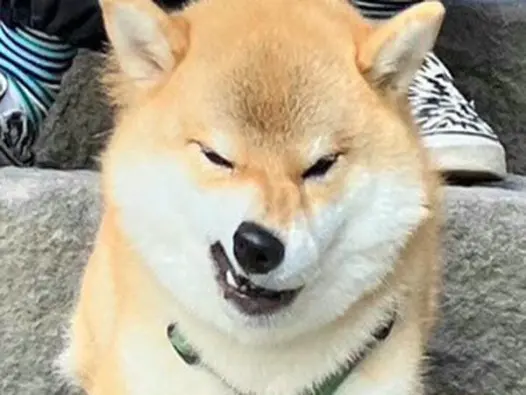 Ảnh meme chó lườm cực chất mang lại phút giây cười thả ga