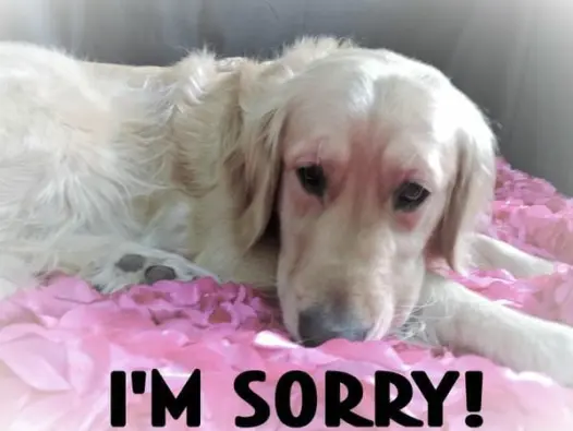 Tổng hợp meme chó xin lỗi vui nhộn và siêu dễ thương
