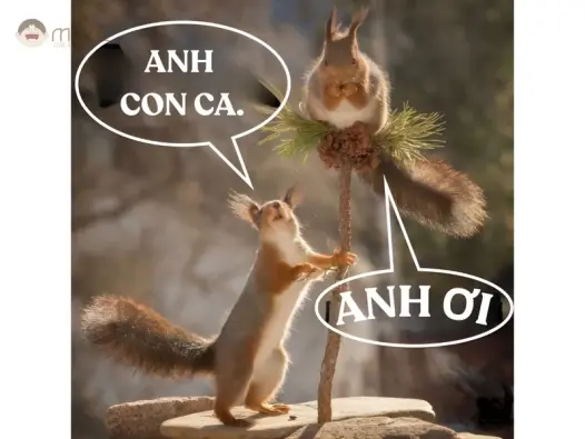 Tổng hợp meme con sóc hot trend ai xem cũng phải bật cười