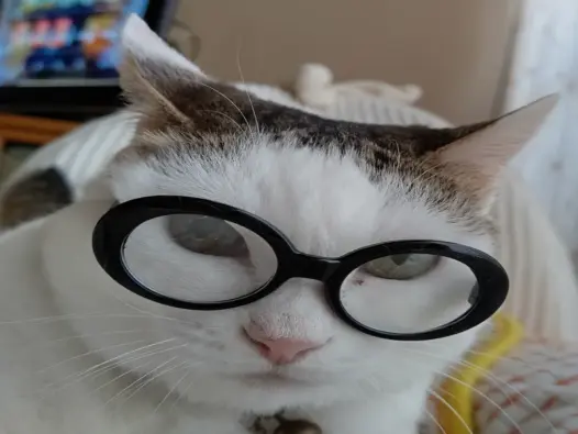 Những bức ảnh meme mèo đeo kính độc đáo không thể bỏ qua